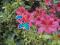 azaleas